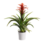 Plant Bromeliad