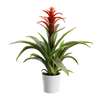 Plant Bromeliad
