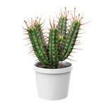 Plant Cactus Euphorbia