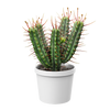 Plant Cactus Euphorbia