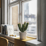 Plant Cactus Euphorbia