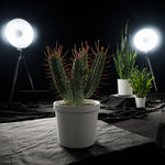 Plant Cactus Euphorbia