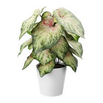 Plant Caladium