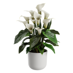 Plant Calla Lily