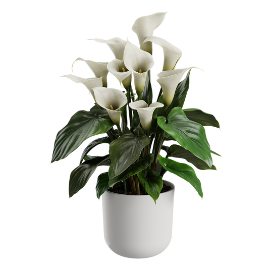 Plant Calla Lily
