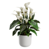 Plant Calla Lily