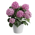 Plant Hydrangea Mophead
