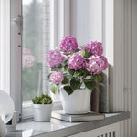 Plant Hydrangea Mophead