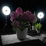 Plant Hydrangea Mophead