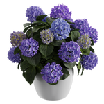 Plant Hydrangea Mophead Blue