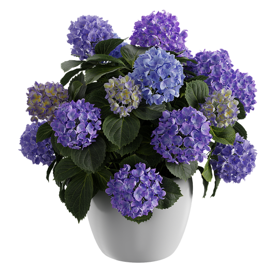 Plant Hydrangea Mophead Blue