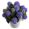 Plant Hydrangea Mophead Blue