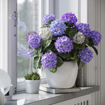 Plant Hydrangea Mophead Blue