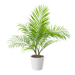 Plant Palm