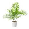 Plant Palm