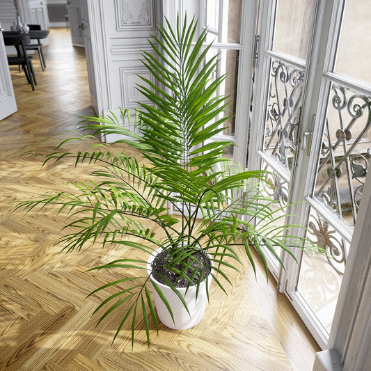 Plant Palm