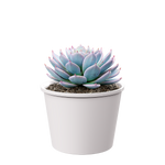 Plant Succulent Morning Beauty